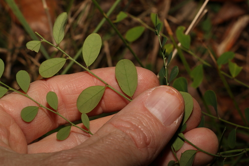 Image of forest phyllanthus by (c) Greg Tasney, some rights reserved (CC BY-SA)