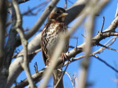 Passerella iliaca iliaca