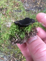 Plectania rhytidia