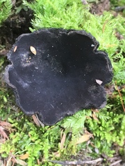 Plectania rhytidia