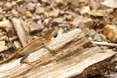 Anolis sminthus