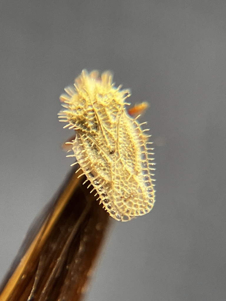 Urentius euonymus