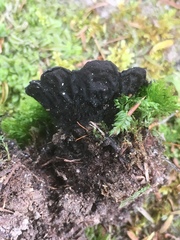 Plectania rhytidia