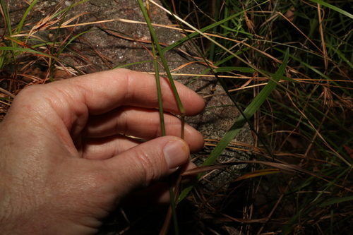 Image of Small-Flowered Finger Grass (Digitaria parviflora) by (c) Greg Tasney, some rights reserved (CC BY-SA)