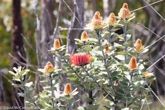 Banksia coccinea