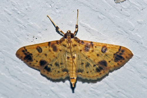 Patania iopasalis (Walker, 1859)