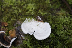 Eurhynchium