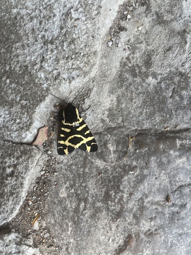 Arctia tigrina photo 2