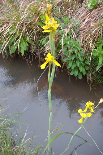 Image of Moraea huttonii by no rights reserved