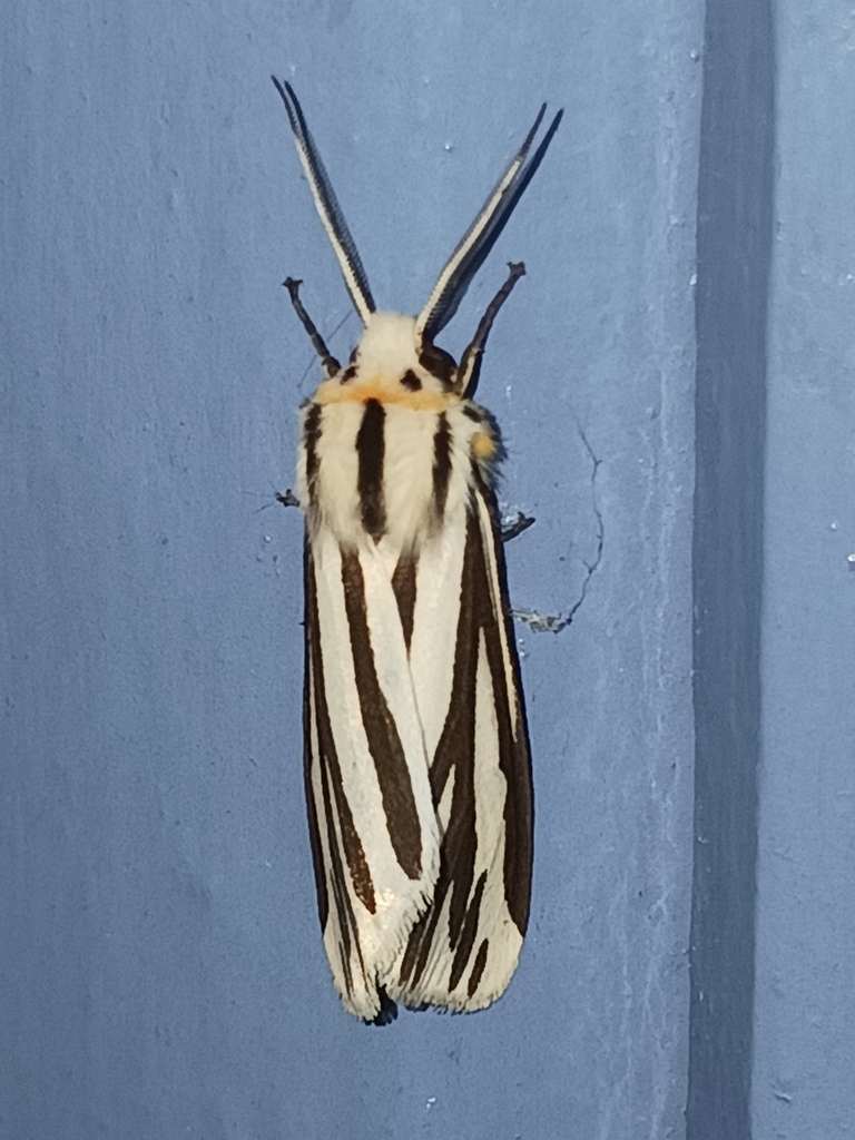 Cladarctia quadriramosa