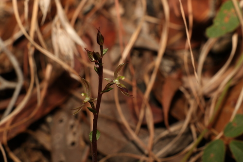 Image of Acianthus exsertus by (c) Greg Tasney, some rights reserved (CC BY-SA)