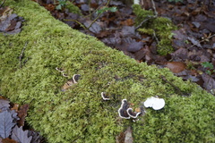 Eurhynchium