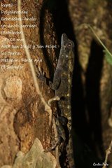 Anolis serranoi