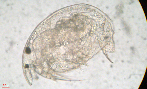 Representative image of Alona elegans