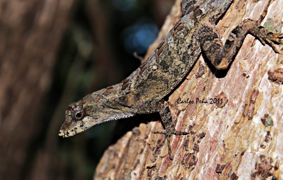 Serrano's Anole