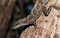 Anolis serranoi