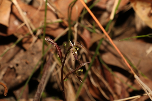 Image of Acianthus exsertus by (c) Greg Tasney, some rights reserved (CC BY-SA)