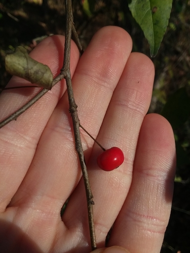 Image of Ilex longipes by (c) Will McFarland, some rights reserved (CC BY)