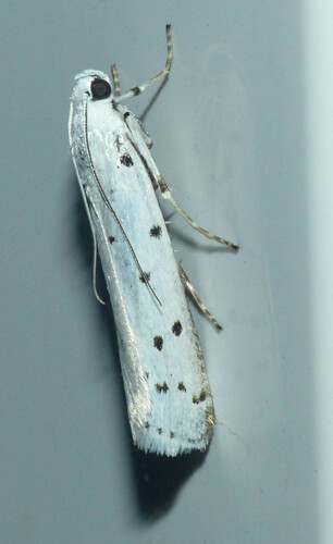 Myelois circumvoluta
