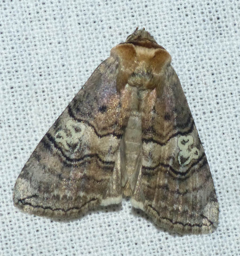 Tethea ocularis