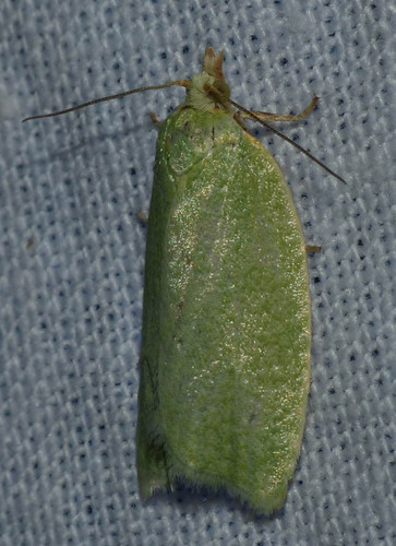Tortrix viridana