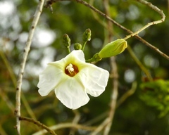 Ipomoea arborescens