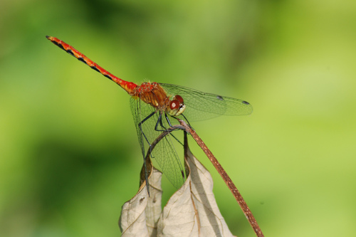White-faced Meadowhawk