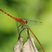 White-faced Meadowhawk - Photo (c) Cameron Eckert, some rights reserved (CC BY-NC), uploaded by Cameron Eckert