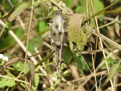 Dictyanthus