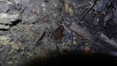Nicobarese Narrow-Mouth Frog photo 2