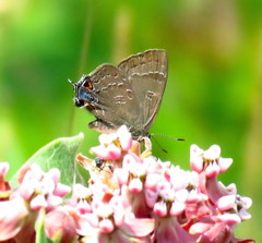 Satyrium caryaevorus