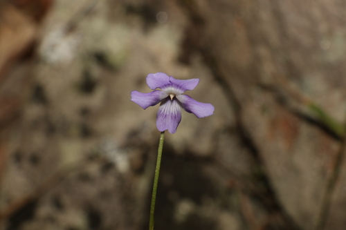 Image of Viola perreniformis by (c) Greg Tasney, some rights reserved (CC BY-SA)