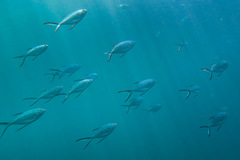 Trachinotus baillonii