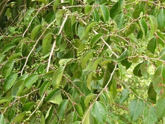 Colubrina triflora