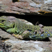 Ocellated Lizard - Photo (c) nachoperez, some rights reserved (CC BY-NC)