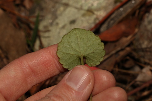 Image of Viola perreniformis by (c) Greg Tasney, some rights reserved (CC BY-SA)