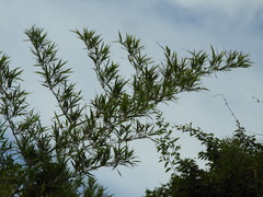 Guadua paniculata