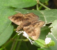 Nisoniades bromias
