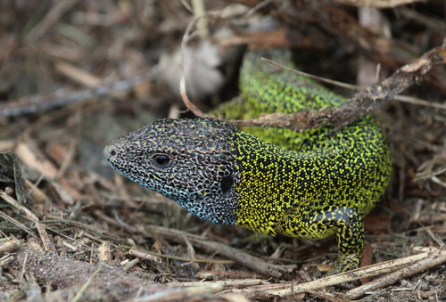 Iberian Emerald Lizard