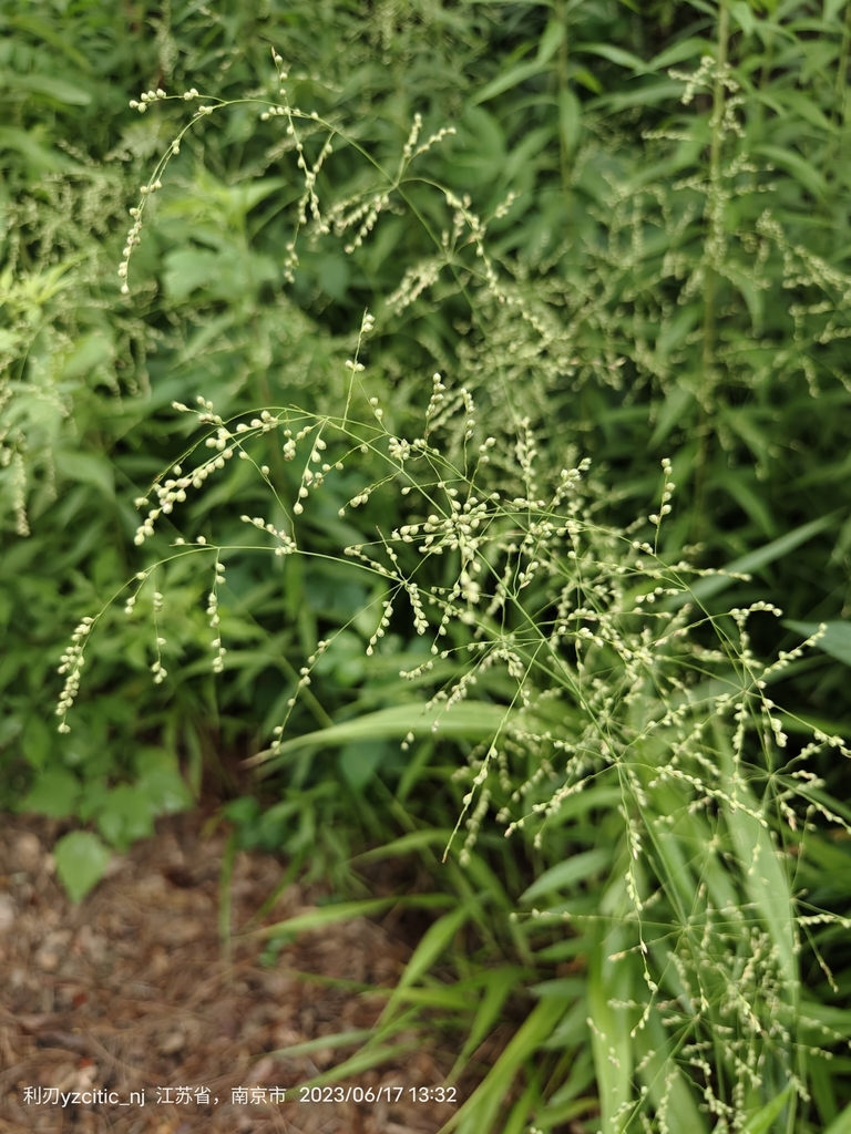 Waterfall Millet