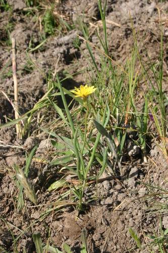Avellara fistulosa