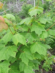 Acer rubrum image