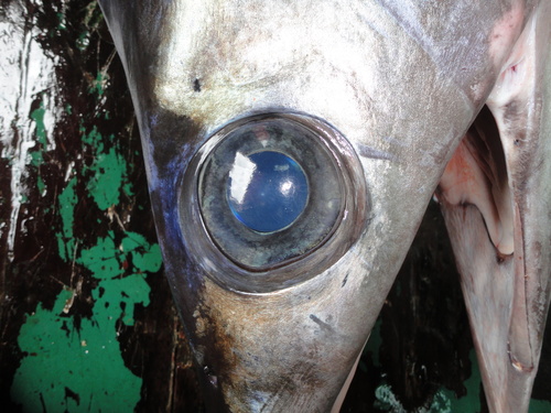 Broadbill Swordfish