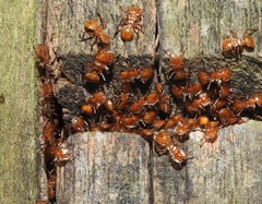 Cephalotes clypeatus