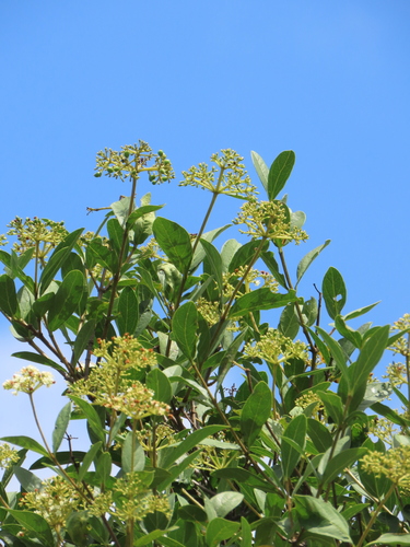 Viburnum tinoides, 2023-04-19
