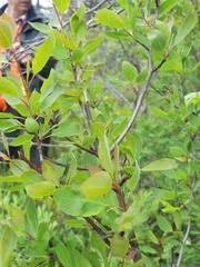 Ilex mucronata image