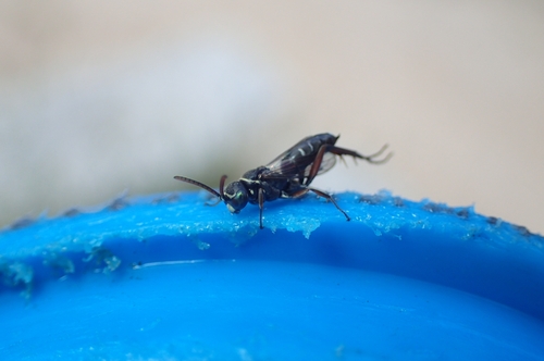 Ceropales cribrata