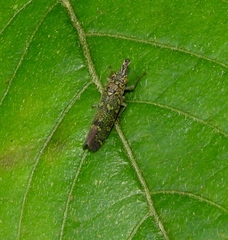 Ichthyobelus bellicosus