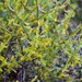 Phoradendron brachystachyum - Photo (c) Bill Levine, some rights reserved (CC BY-NC), uploaded by Bill Levine