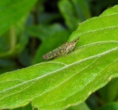 Ichthyobelus bellicosus